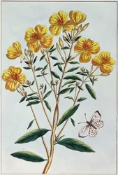 Abendprimel, Tafel 73 aus 